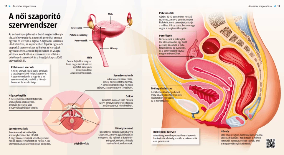 The Female Reproductive System