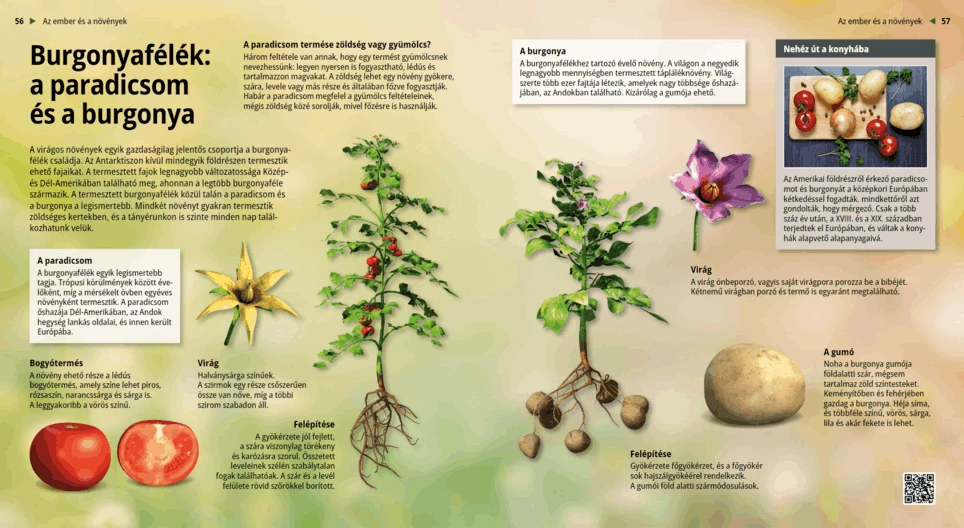 Nightshades: Tomatoes and Potatoes