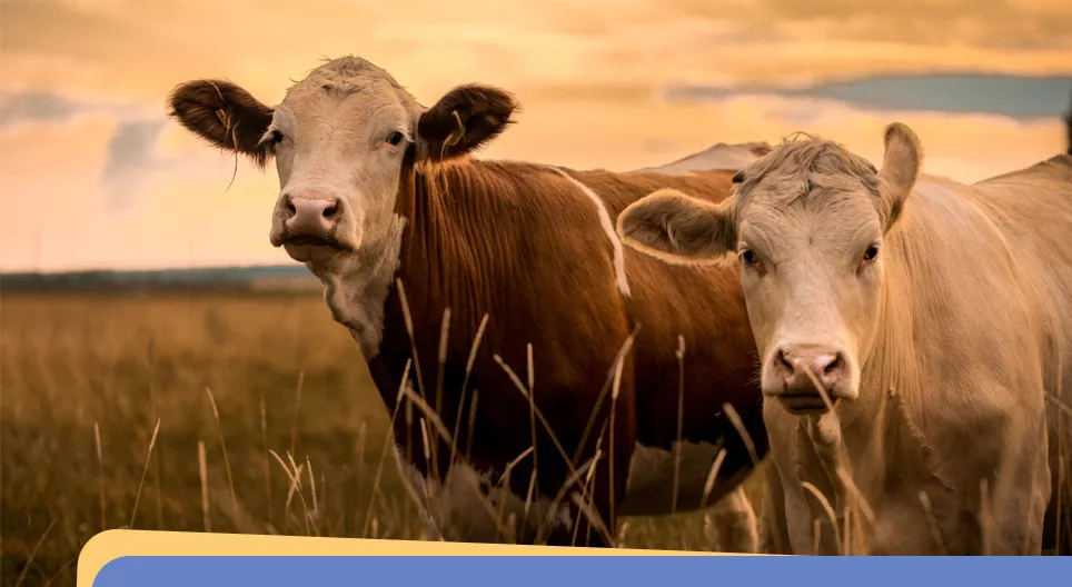 Lesson 2 - Animals on the farm