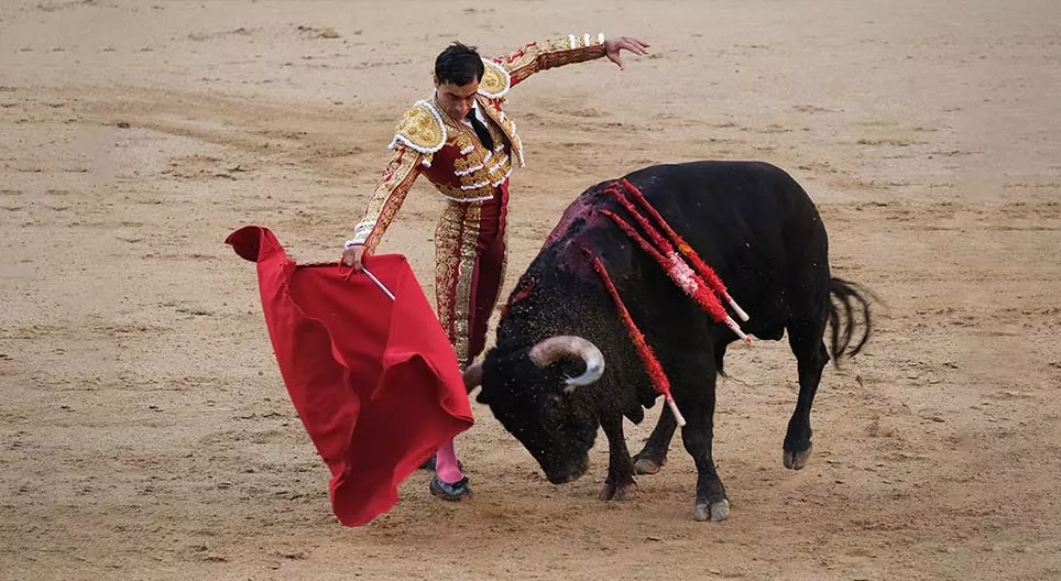 How do bulls see a bullfighting cape? – The vision of animals