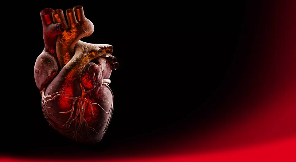 The anatomy of the heart (intermediate)