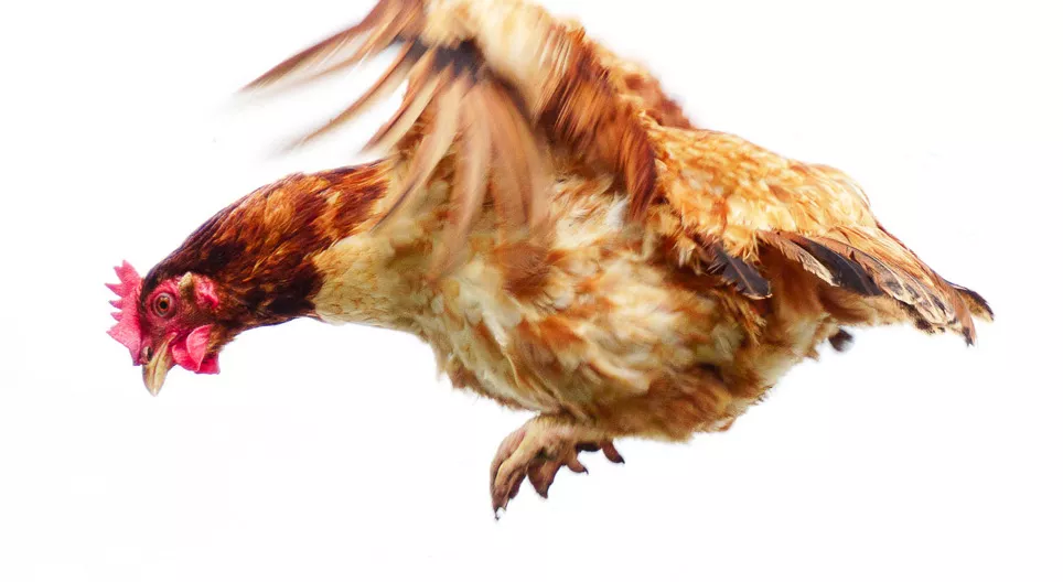 Can chickens fly?