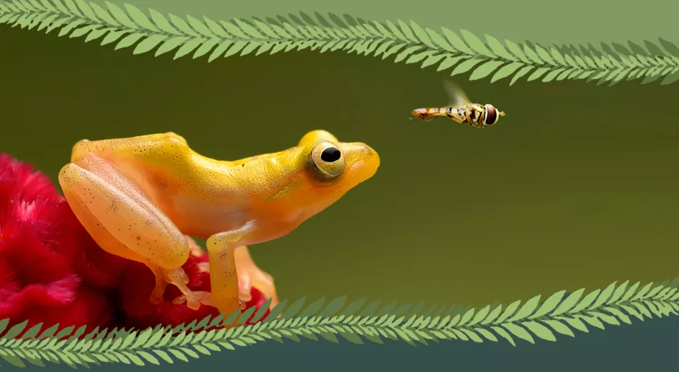 Vertebrate or invertebrate?