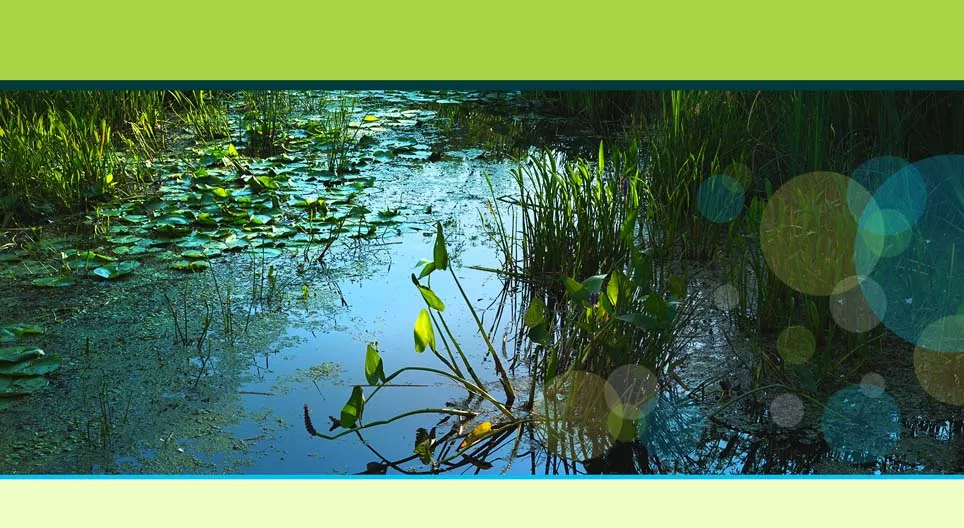 Aquatic plants