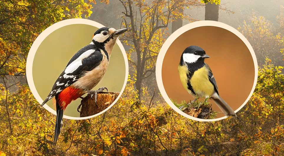 Birds that nest in trees