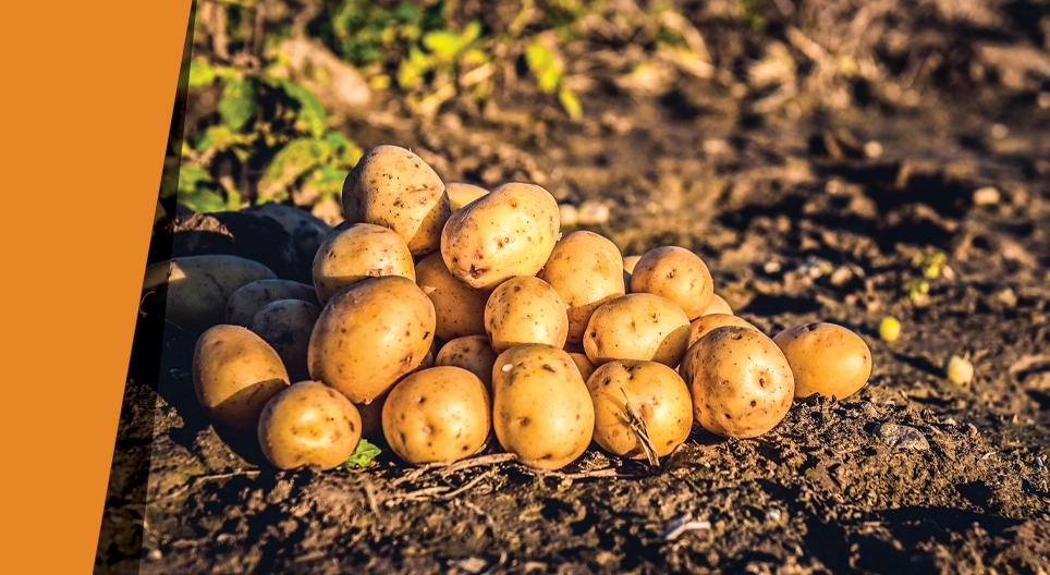 Potato oasis