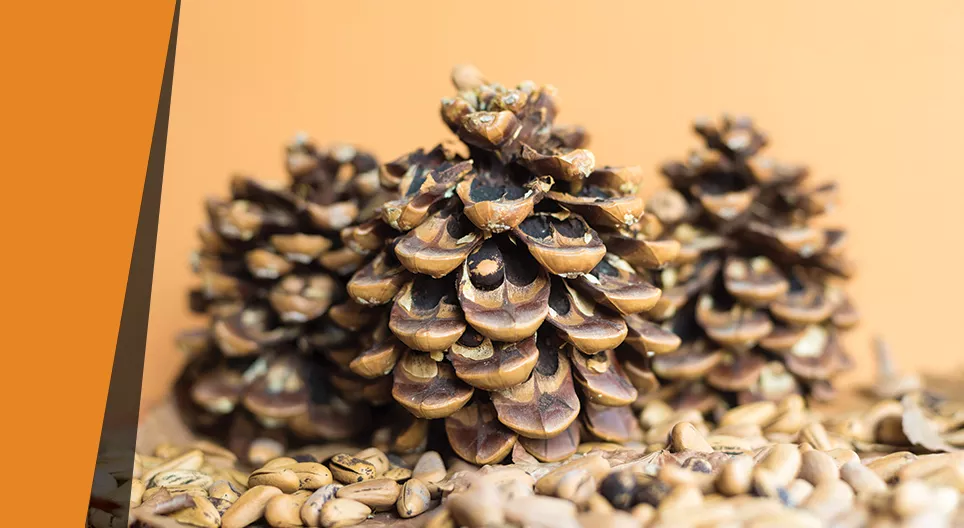 Pine cone hygrometer