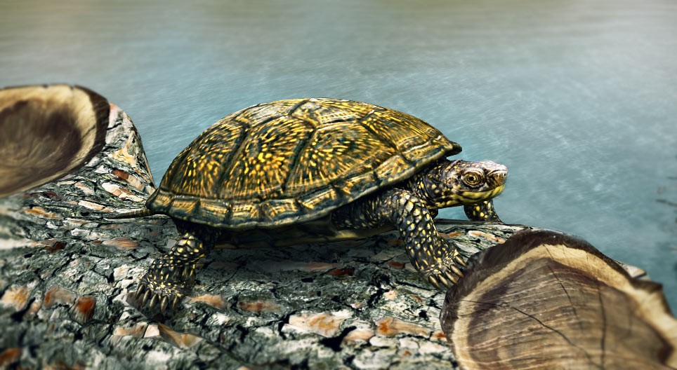 European pond turtle