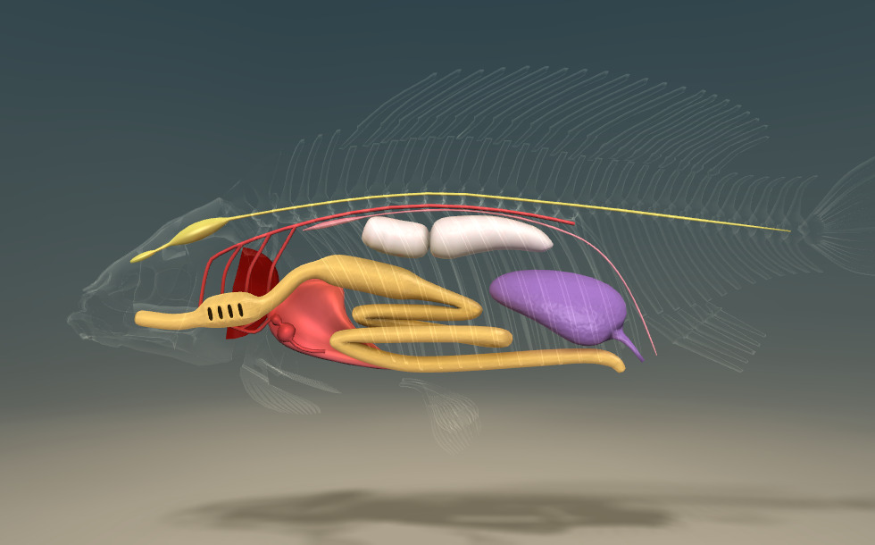 Common carp - 3D scene - US Mozaik Digital Education and Learning