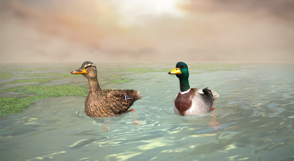 Mallard