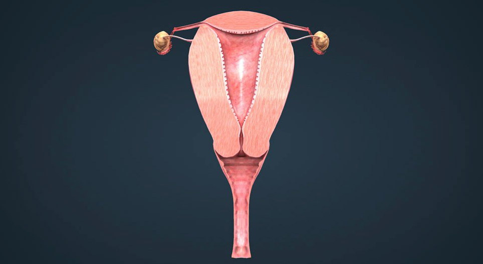 Female reproductive system (basic)