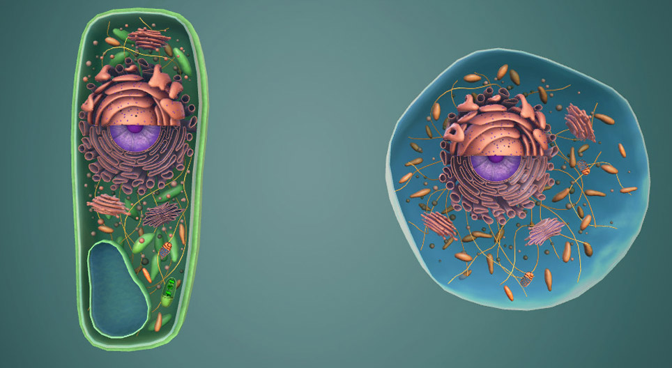 Animal and plant cells, cellular organelles