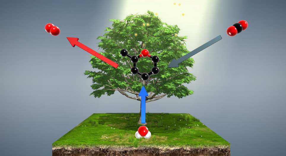 Photosynthesis