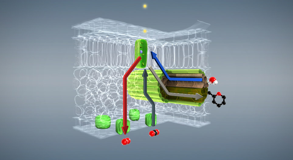 Photosynthesis (basic)