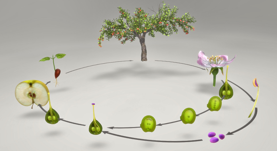 The life cycle of plants