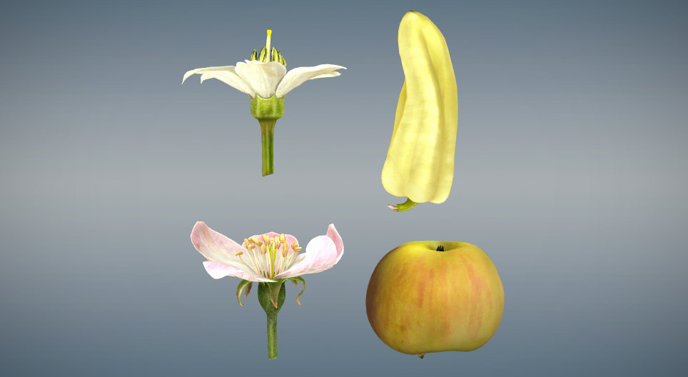 Comparison of real fruits and pseudofruits