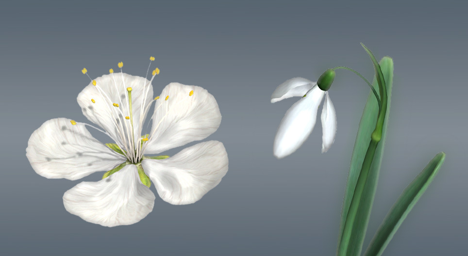 The flowers of angiosperms
