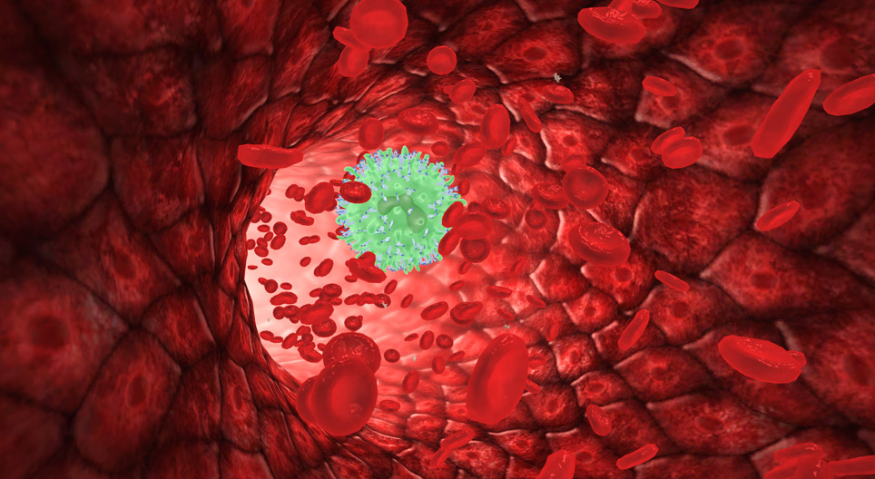 Production, maturation and function of T and B lymphocytes