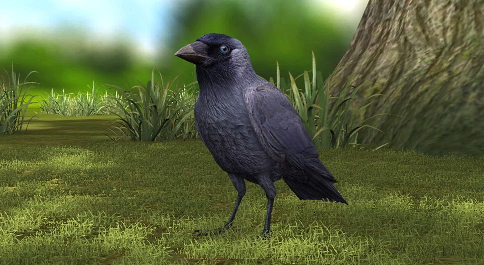 Western jackdaw