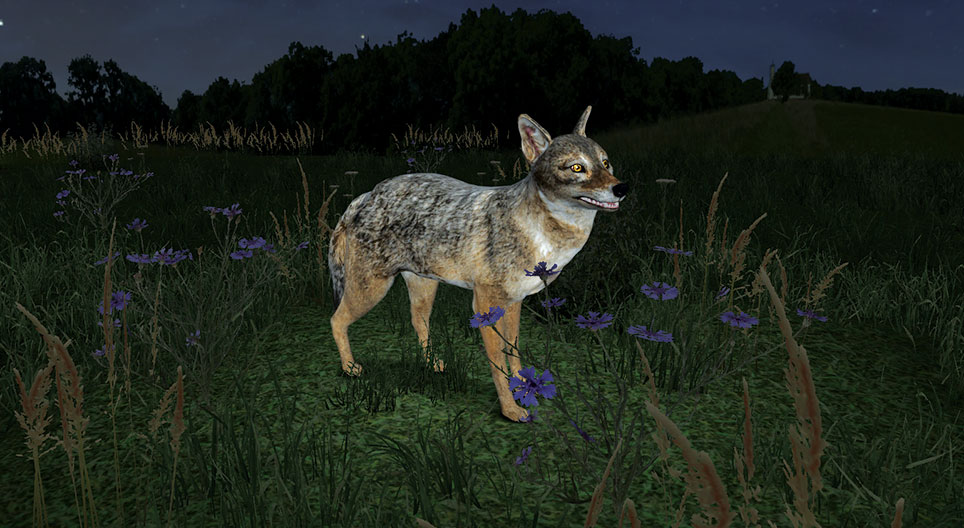Golden jackal