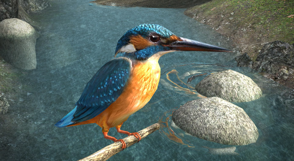 Common kingfisher