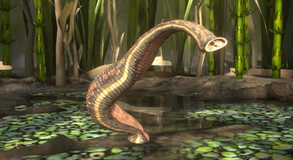 Medicinal leech