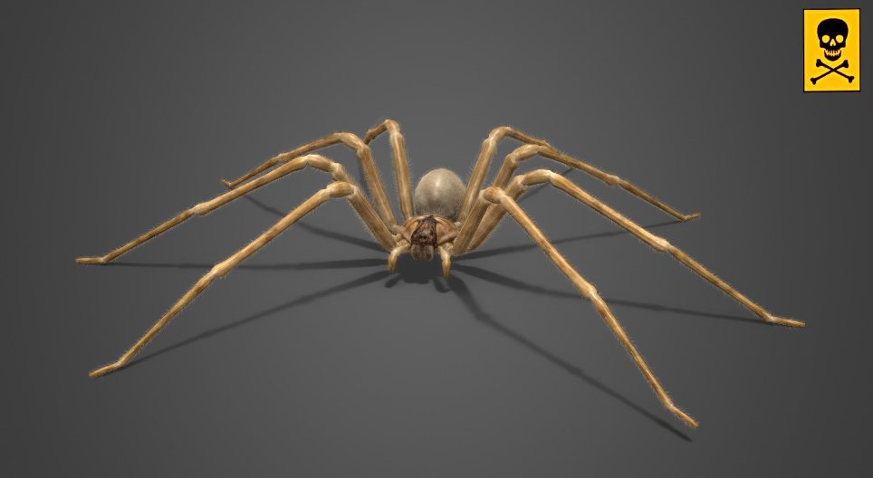 Chilean recluse spider