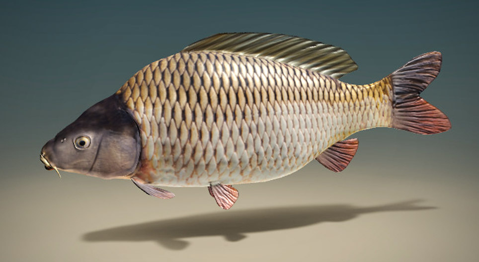 Common carp