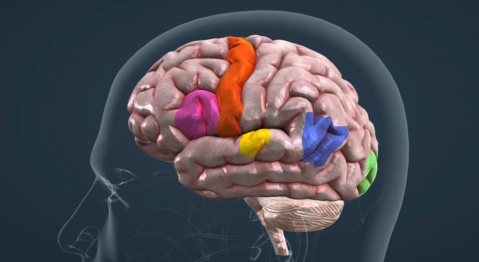 Cortical organization of speech
