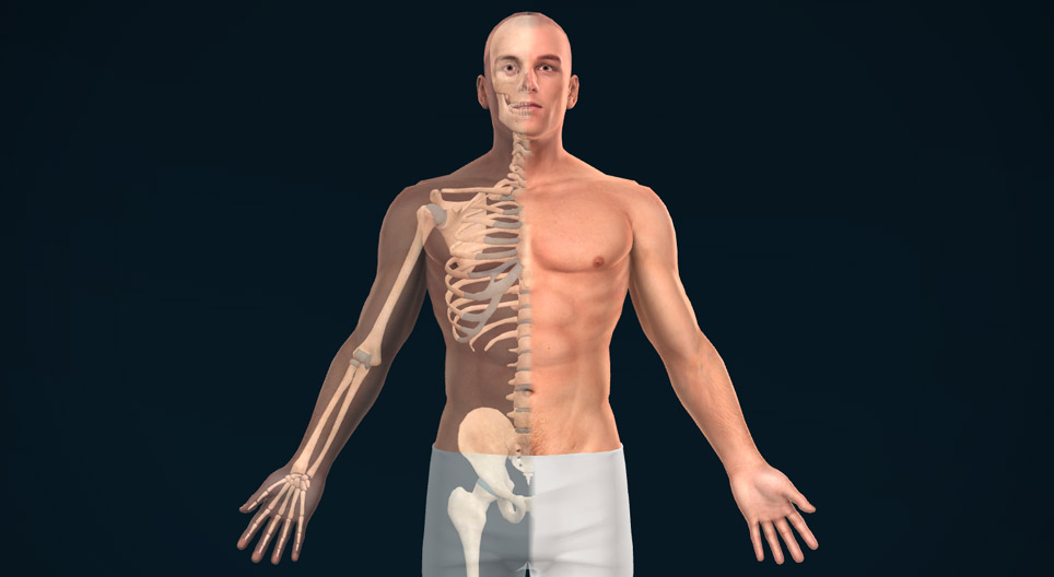 Anatomical planes, axes and directions