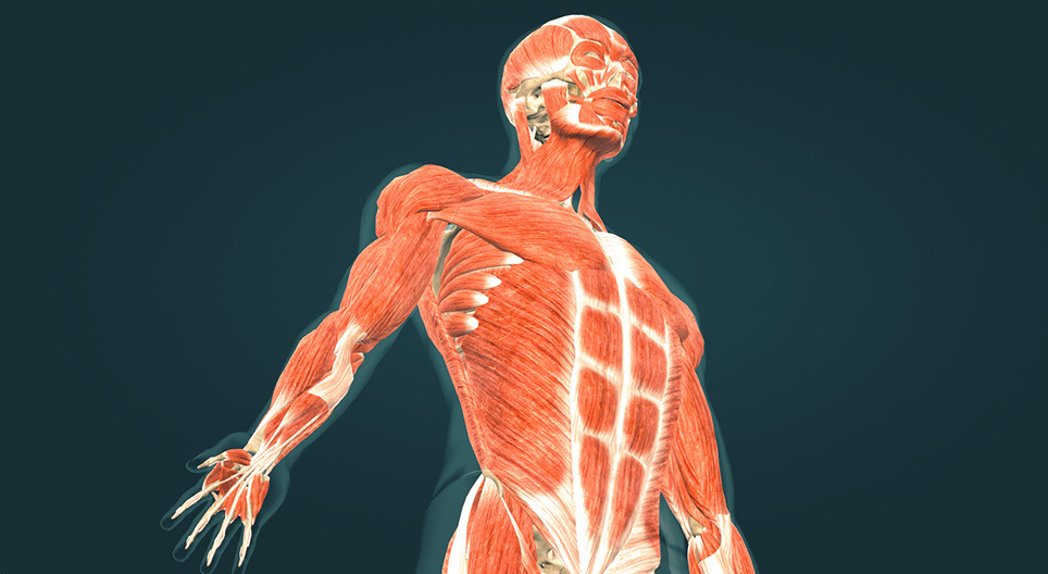 Human muscles