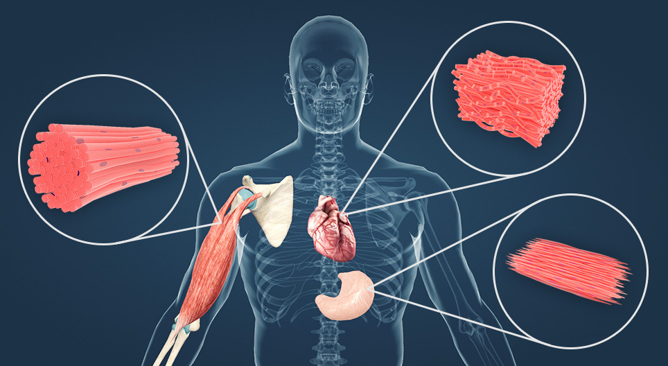 Muscle tissues