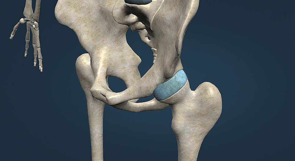 Types of synovial joints