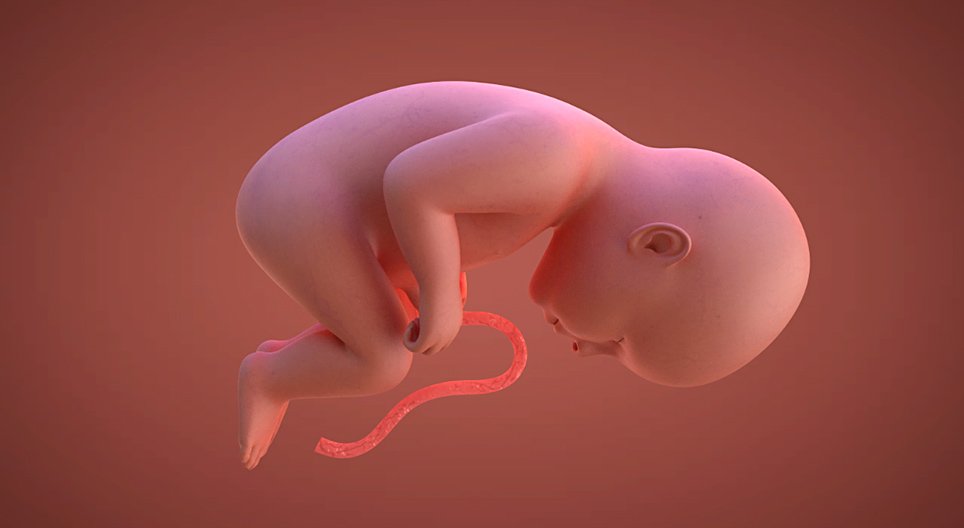 Prenatal development