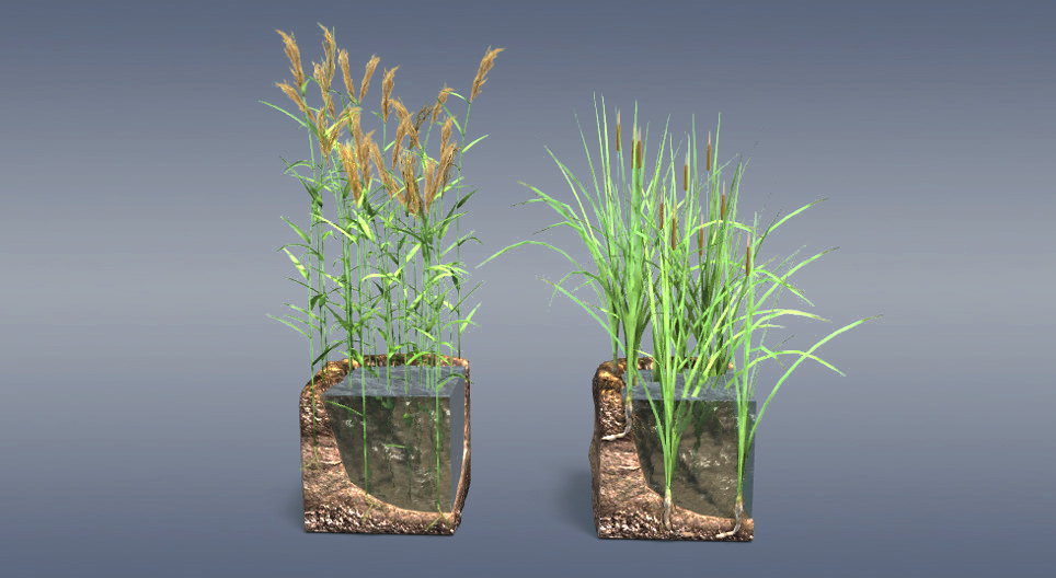 Reed and bulrush