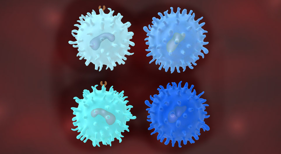 Types of T lymphocytes and their function in the immune response