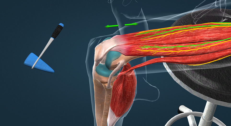 Patellar reflex