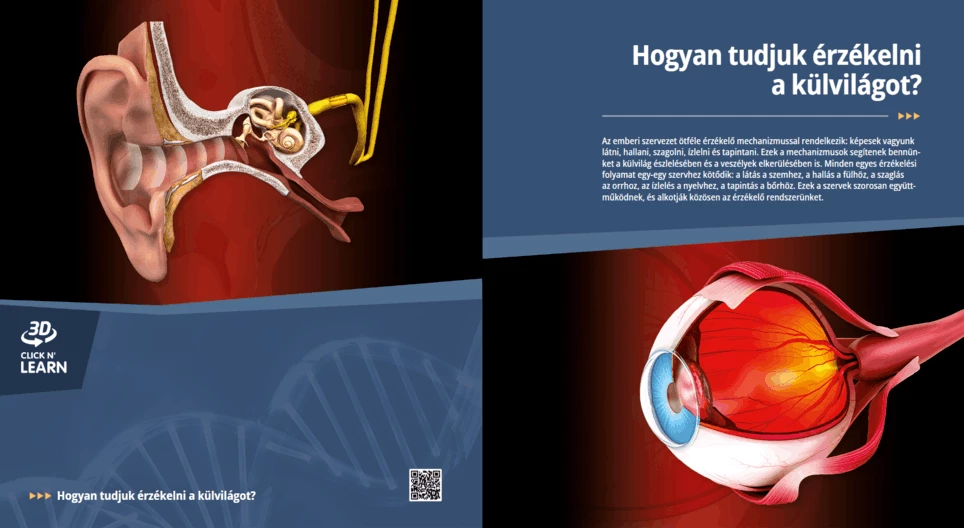 ¿Cómo percibimos el mundo a nuestro alrededor?