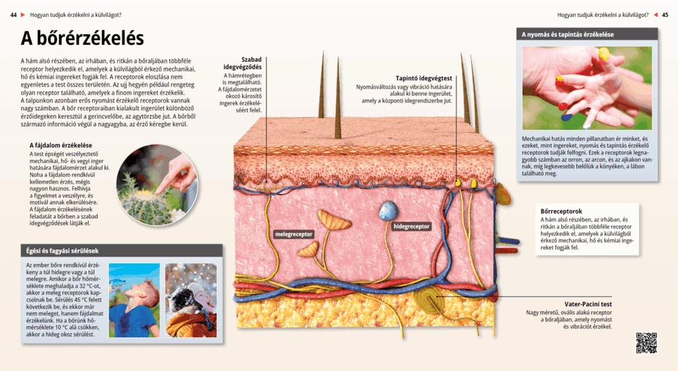 Los sentidos cutáneos