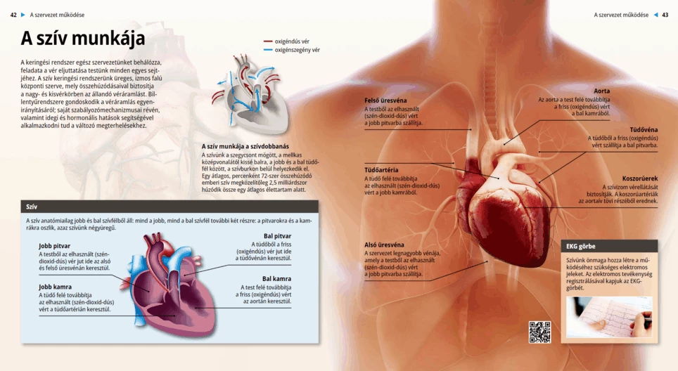 El trabajo del corazón