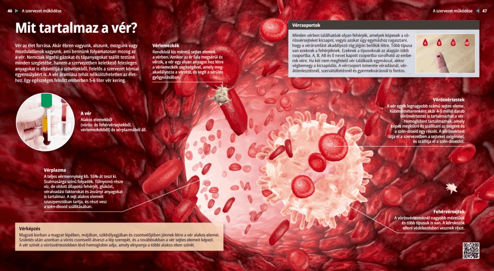 ¿De qué se compone la sangre?