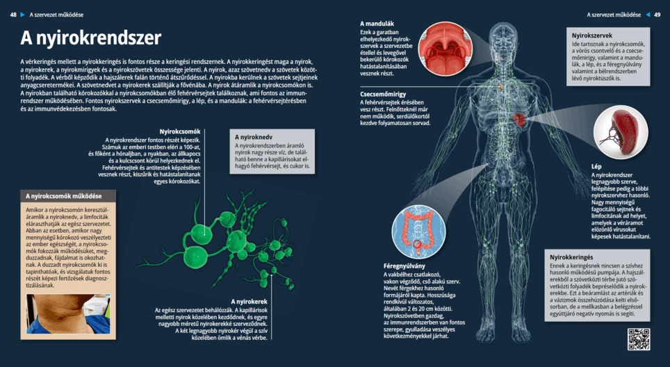 El sistema linfático