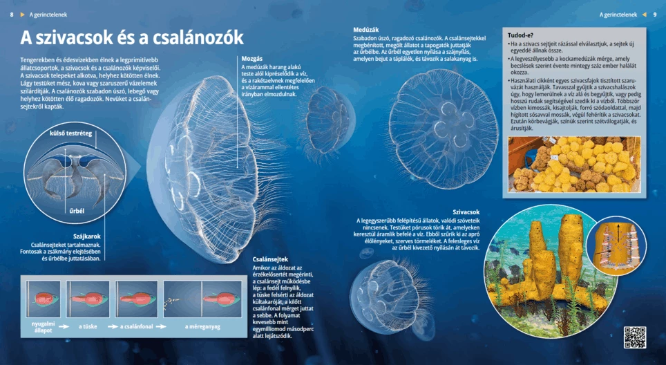 Las esponjas y los cnidarios, unos organismos simples