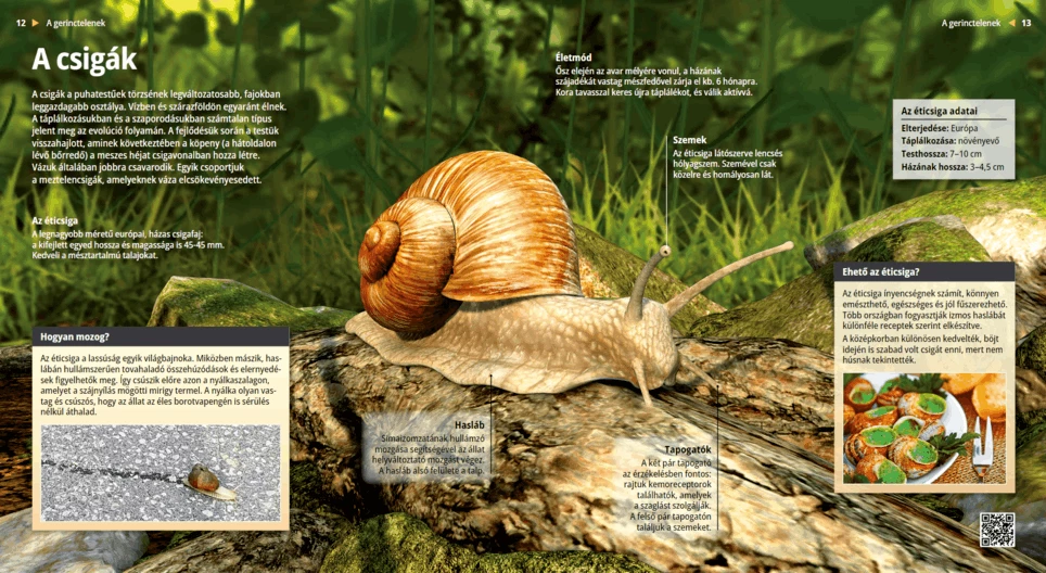 Los caracoles, criaturas lentas y viscosas