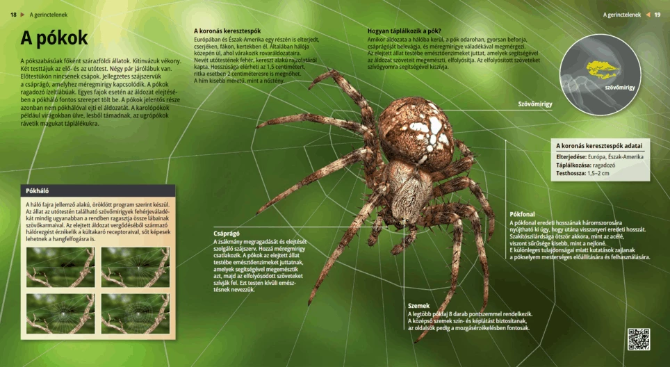 Los escorpiones, mortíferos animalitos