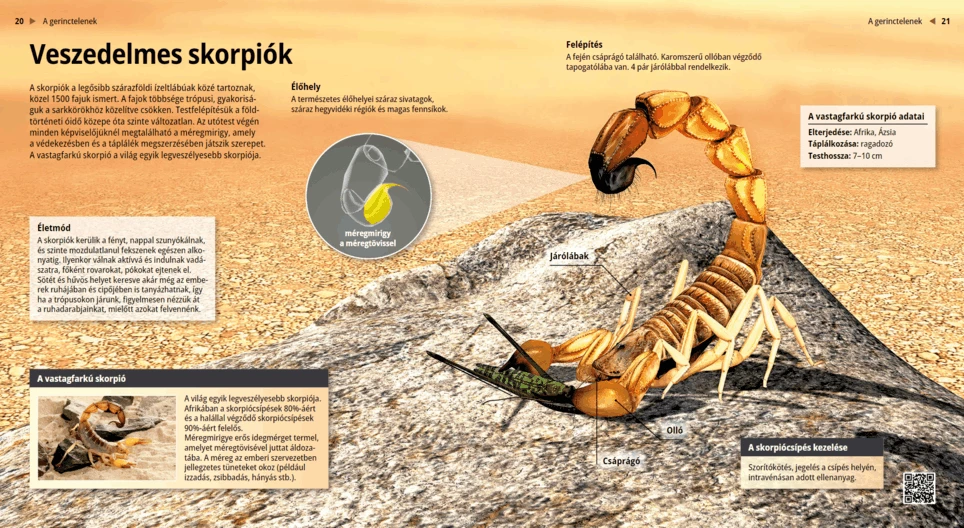 Las arañas, artrópodos tejedores