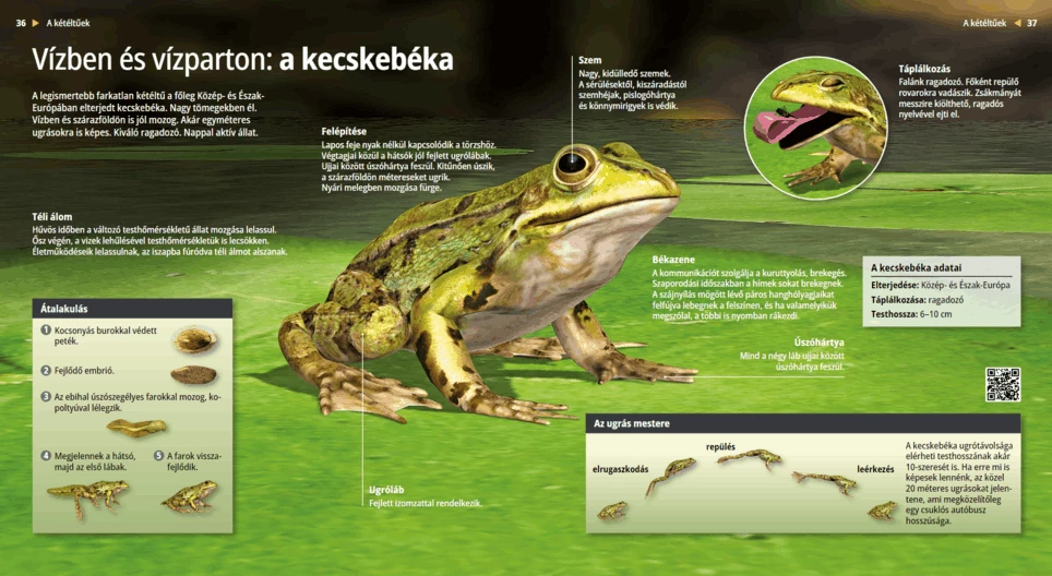 La rana comestible, el anfibio saltador de las riberas