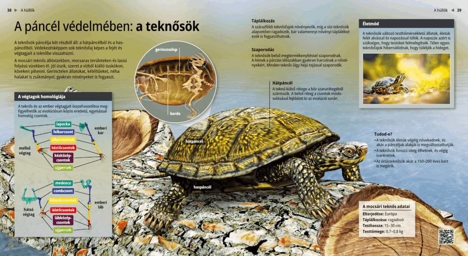 Las tortugas, criaturas lentas y tranquilas