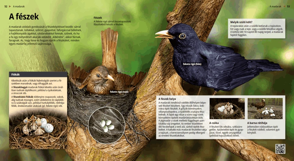 El nido, el hogar de las aves