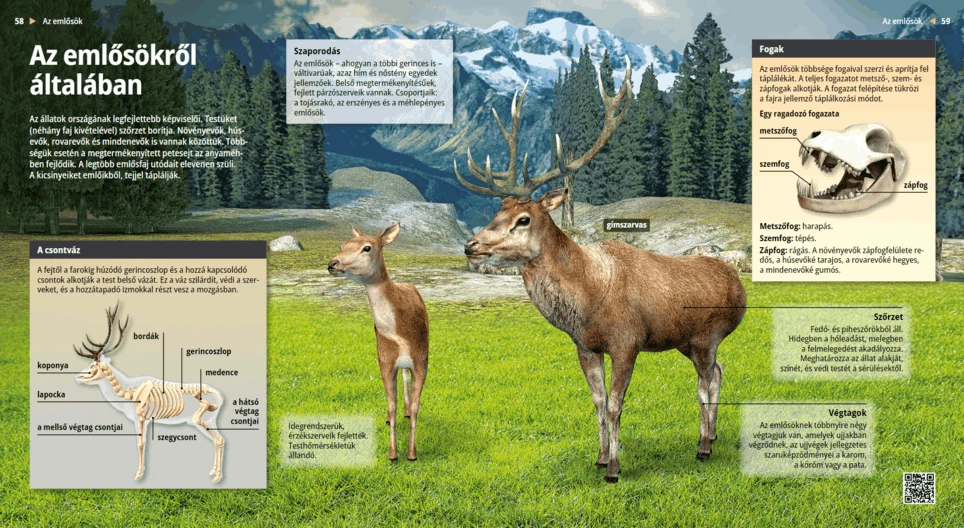 Los mamíferos, pioneros de la evolución